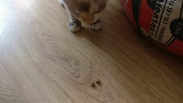 история кошки Милки. часть 5 смотреть онлайн