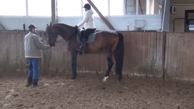 Заездка 3-летнего KWPN жеребца Набоков (по маме от Негро, по папе от Тотилас) смотреть онлайн