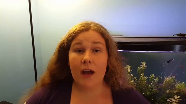 Animal Behavior: Rabbits, Sugar Gliders, and Parrots смотреть онлайн