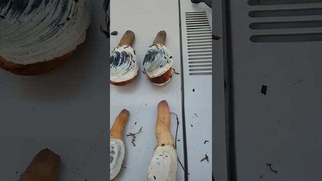 Чудо природы. Гуидак или ракушка в виде мужского полового органа))) смотреть онлайн