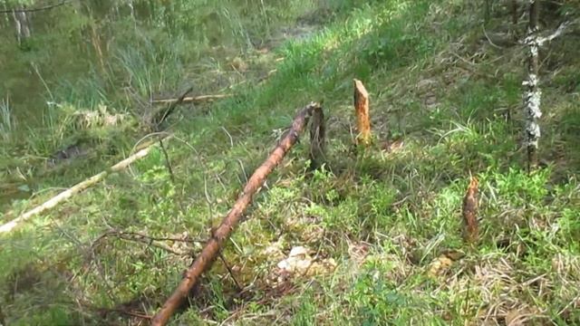 ТАЙНЫ ЛЕСА!/ВОДОПАД АСБЕСТОВСКИЙ смотреть онлайн