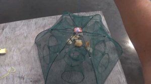 Ловлю карася в своем пруду на Раколовку-зонтик. (1 часть)