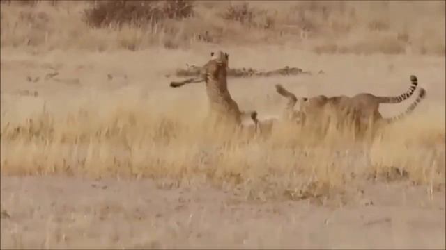 Дикие кошки - лучшие нападения и атаки на змей смотреть онлайн