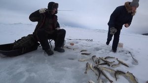 Ловля Наваги Комбайнами! Рыбалка на о.Сахалин