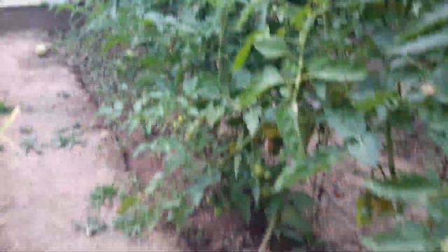 Наш сад. Наш огород. Как выращивать помидоры. смотреть онлайн