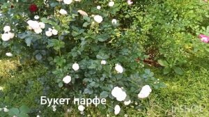 Семь сортов мускусных гибридов роз(миф о сильном благоухании).