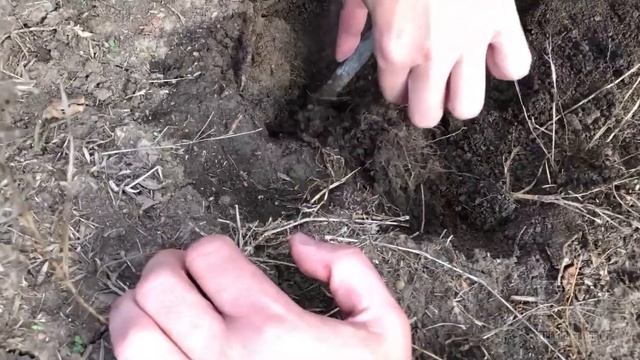 Ловля тарантула смотреть онлайн