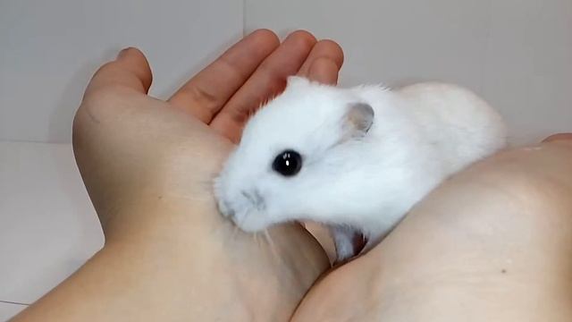 Джунгарский хомяк : содержание и уход