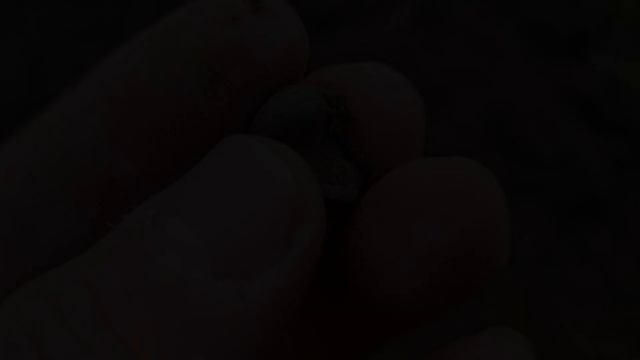 2710 / Прогулки по осенней распашке. Часть 2 / Коп 2023 смотреть онлайн