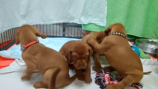 Венгерская выжла щенки смотреть онлайн