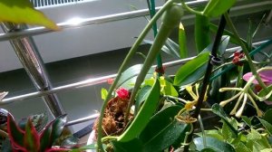 Мадагаскарский жасмин ! Правила ухода !