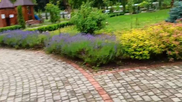 ПЕРЕСЕЛЕНЦЫ В ЗАКАРПАТЬЕ ? МОРЕ РОЗ? ЛАВАНДА в Карпатах?️ АИСТ в парке смотреть онлайн