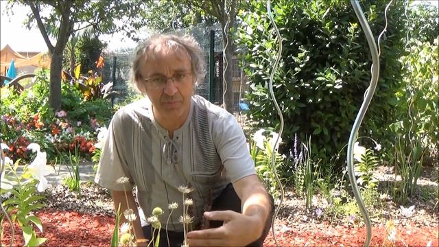 Tuto Jardin: Taille Et Entretien: Scabieuse Du Caucase: Plante Vivace