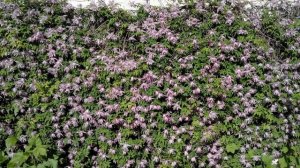 ?КЛЕМАТИС КНЯЖИК - княжики сорта 'Маркхэмс Пинк' - Clematis 'Markhams Pink' Клематис TV