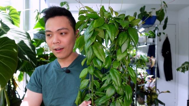 ONE YEAR LATER ? | HOYA Updates ?| Australis Lisa, Finlaysonii, Multiflora & MORE (Plant Updates) смотреть онлайн