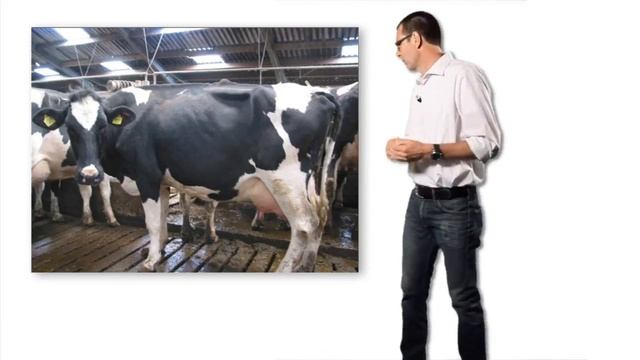 Do you see the 10 signals on this cow? смотреть онлайн