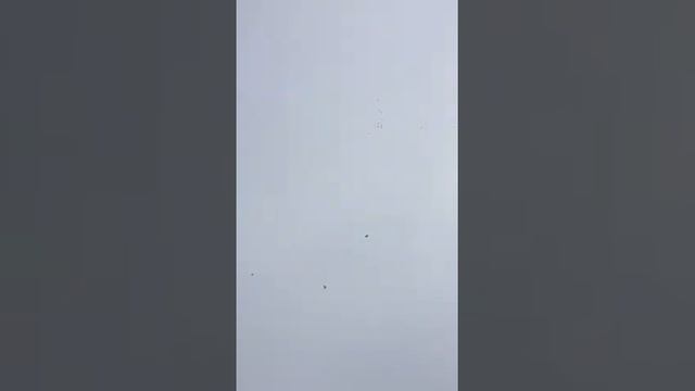 Голуби Турецкая Такла. Super pigeons Turkish takla. Голуби Санжаха. смотреть онлайн