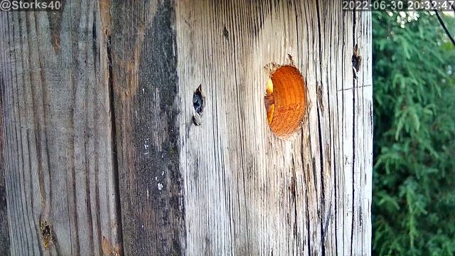 Птенец вертишейки выглядывает из леткаи щелкает клювом как аист смотреть онлайн