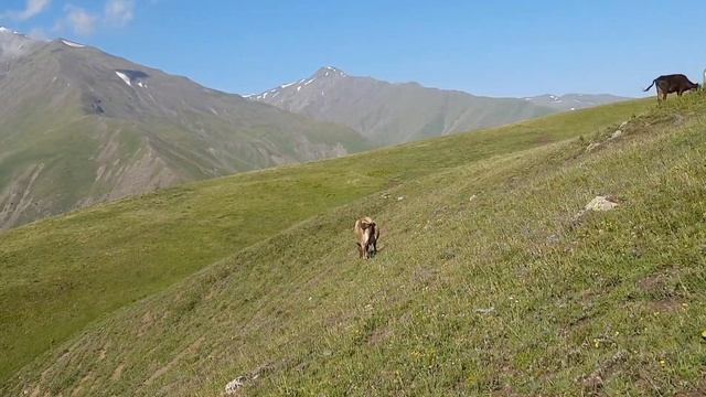 Окрестности села Муслах, Альпийские луга! красота зелень! смотреть онлайн