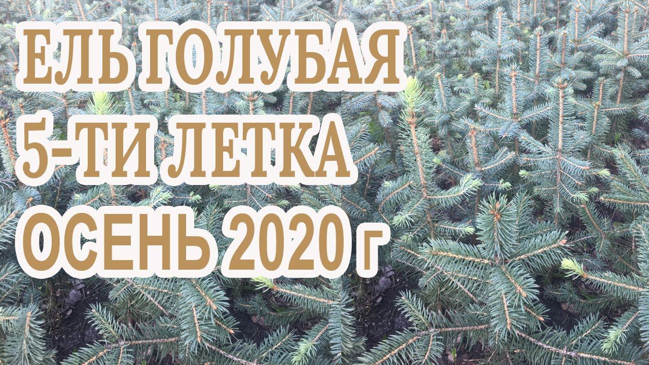 Ель голубая 5 ти летка Сезон осень 2020 года (Обзор)питомник Хвойный дворик смотреть онлайн