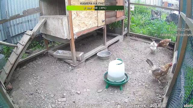 Курятник. Жизнь в курятнике. Можно покормить онлайн. Chicken Coop Stream. Online Feed