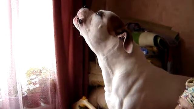 амбуль Адис подпевает.MPG смотреть онлайн