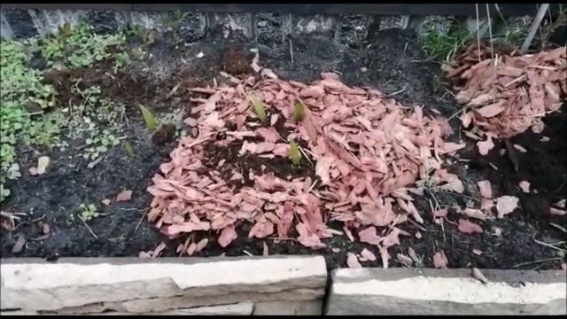 Обзор сеянцев Армавирского Трахикарпуса, от моих подписчиков! смотреть онлайн