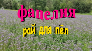 Фацелия самосев. Рай для пчел.