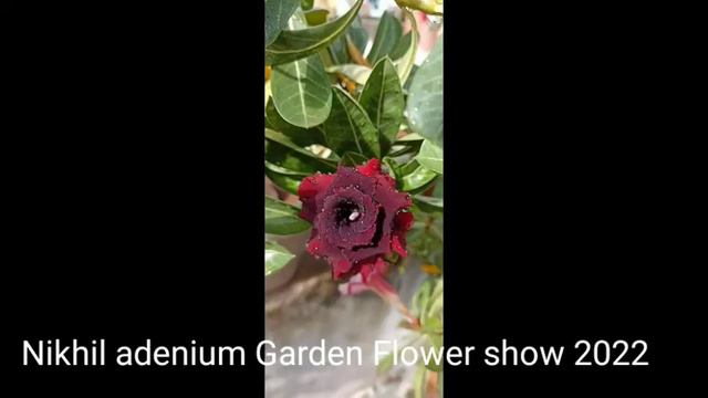 Nikhil adenium Garden Flower show 2022 смотреть онлайн