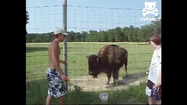 Дедовщина среди животных смотреть онлайн