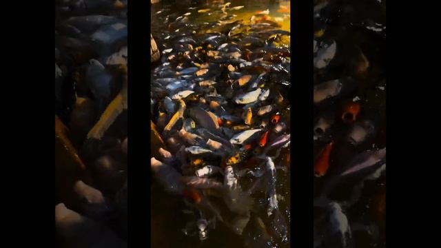 Океанариум в Москве на Дмитровке смотреть онлайн
