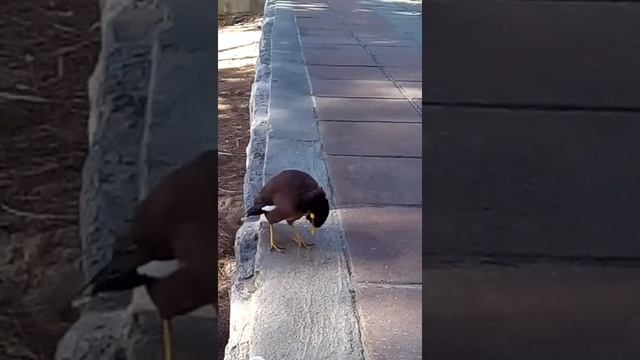 Птицы Таиланда . Что за умный Скворец! смотреть онлайн