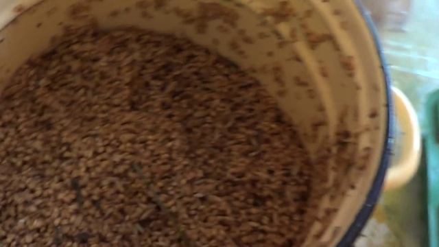 Проращиваем зерно для кур ! Витамины для кур! смотреть онлайн