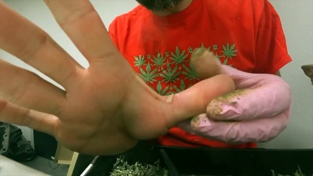 Лаишево $27000 на СТРИЖКЕ КОНОПЛИ ТРАВЫ! Работа  2020