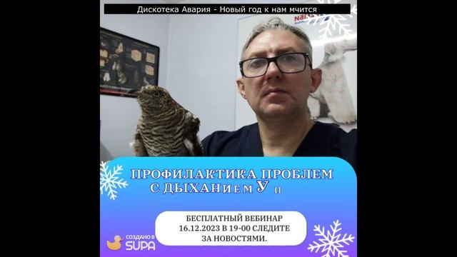 ПРОФИЛАКТИКА ПРОБЛЕМ С ДЫХАНИЕМ У ПТИЦ.16.12.2023 Бесплатный вебинар. смотреть онлайн