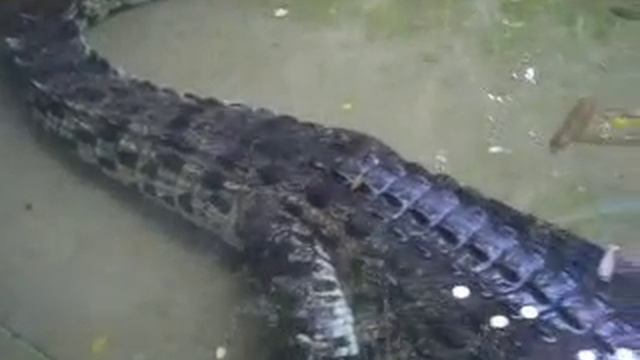 Dusit Zoo, крокодил смотреть онлайн