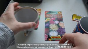 Замачивание семян (астры и циннии)