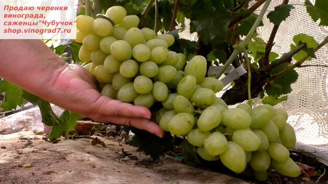 Виноград Ранний Палыча - действительно ультраранний виноград, с прияными вкусовыми качествами смотреть онлайн