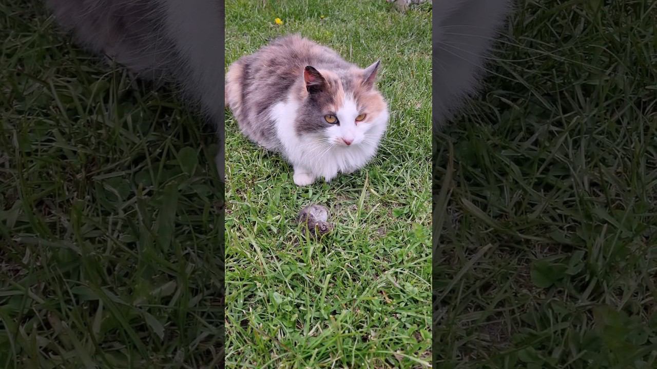 Кошка ловит мышей и притаскивает по не сколько в день, всегда мяукает показывая добычу #cat #кошки