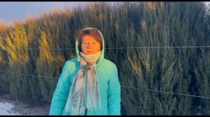 Роза Бьенвеню - душистая, плетистая француженка. Питомник растений Е. Иващенко