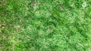 Красивый, густой газон без сорняков весь сезон