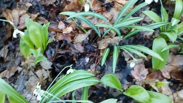 Холодный Яр Украина,Цветение редкого Подснежника Складчатого март 2020. # Galanthus #цветение смотреть онлайн