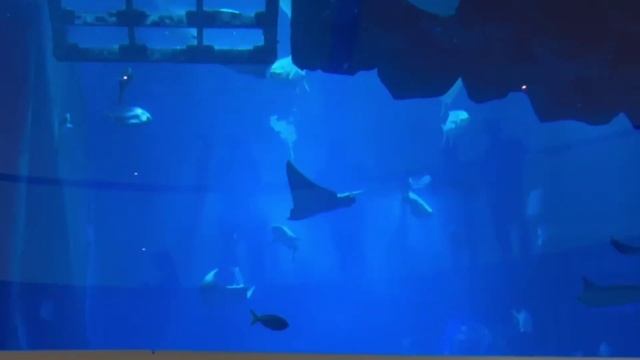 Дубай - арабская сказка! DUBAI VLOG смотреть онлайн