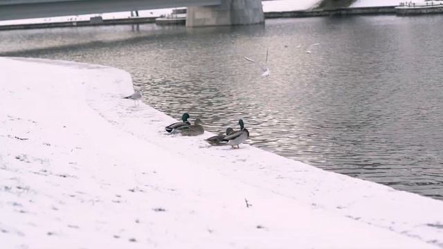 Калининград смотреть онлайн