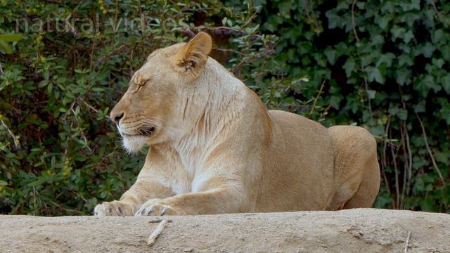 Animal Planet 4K - Amazing World Of Animal Kingdom | Scenic Relaxation Film.