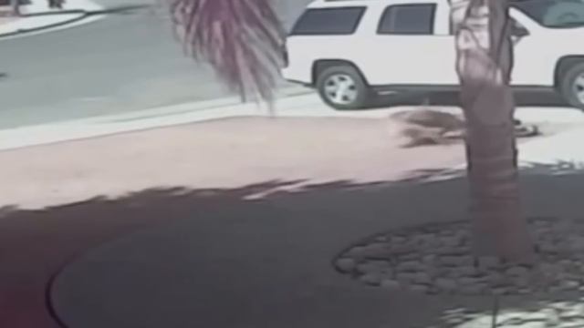 ЛЕОПАРД ПРОТИВ СОБАКИ ЭПИЧНЫЕ БИТВЫ КОШЕК ПРОТИВ СОБАК смотреть онлайн