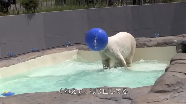Dear Denali (ホッキョクグマ　デナリソング） смотреть онлайн