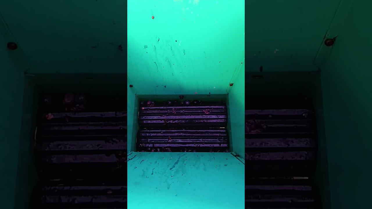 Разгар сезона а помощник спит Именно тогда когда он больше всего нужен#shorts смотреть онлайн