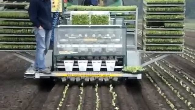 Iceberg lettuce automatic seedling planter смотреть онлайн