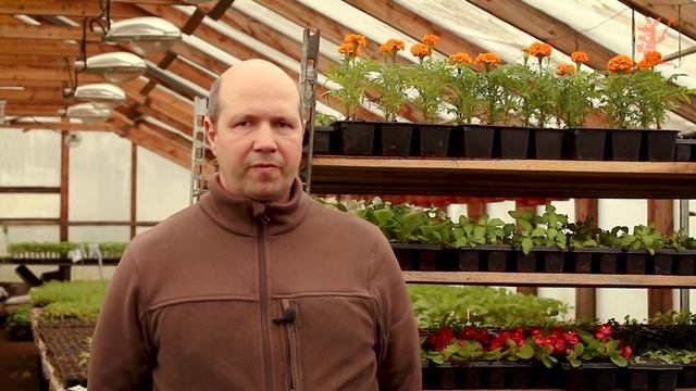 Все секреты выращивания Капусты // Кенгуру смотреть онлайн